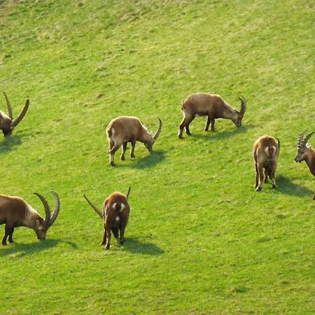 Chesa Azalea 30 By Interhome Daire