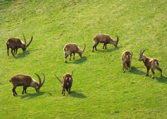 Chesa Azalea 30 By Interhome Daire